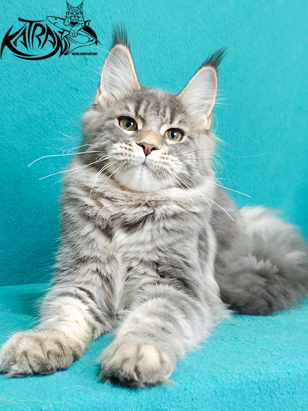 Katran Angela - Kitten maine-coon 6.5 months