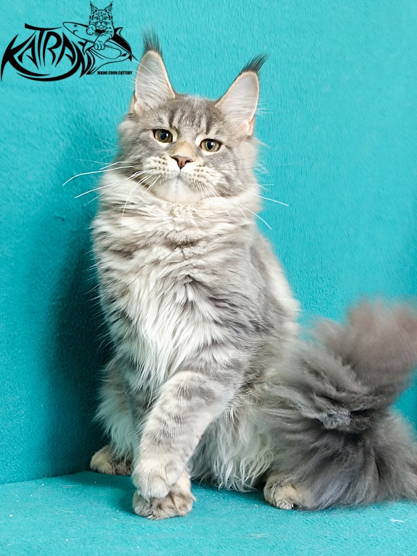 Katran Angela - Kitten maine-coon 6.5 months