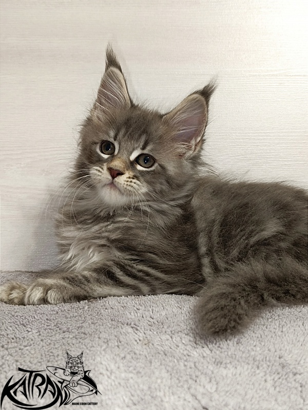 Katran Angela - Kitten maine-coon 2 months