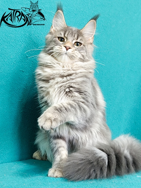 Katran Angela - Kitten maine-coon 6.5 months