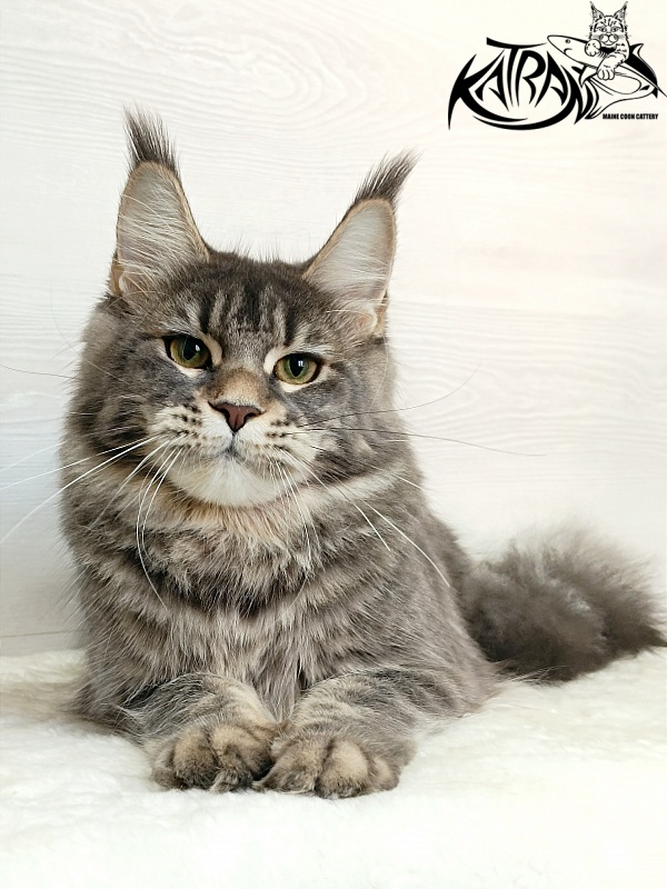 Katran Angela - Junior maine-coon 7.5 months