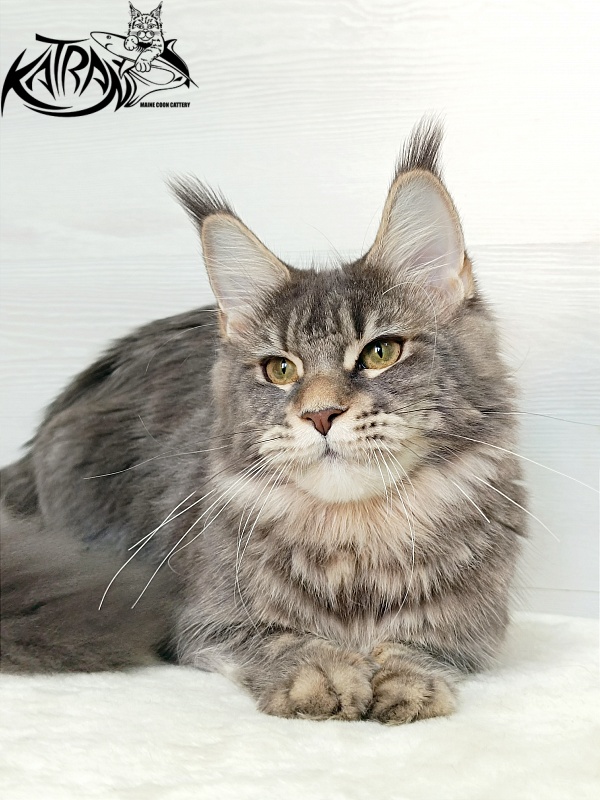 Katran Angela - Junior maine-coon 7.5 months