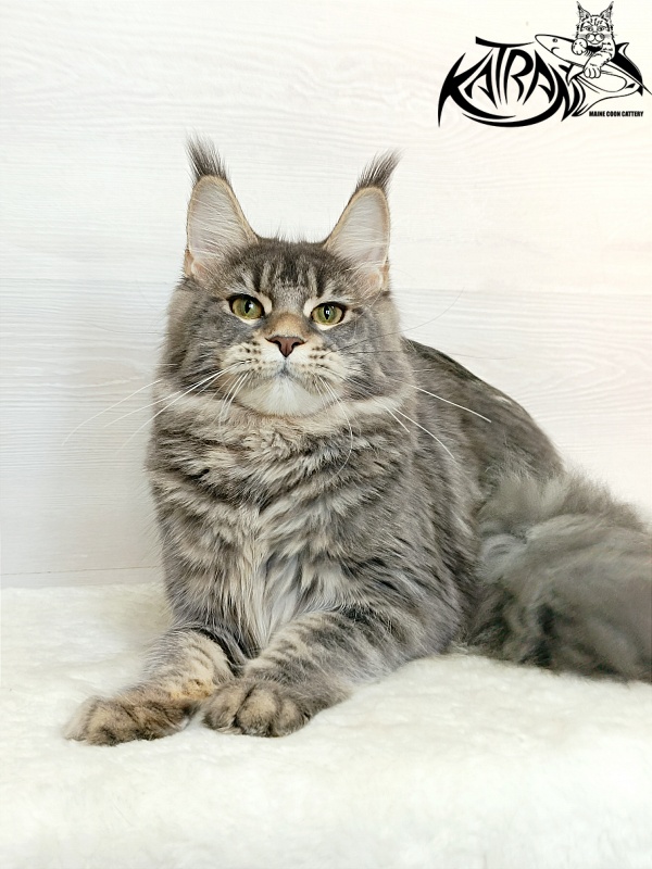 Katran Angela - Junior maine-coon 7.5 months