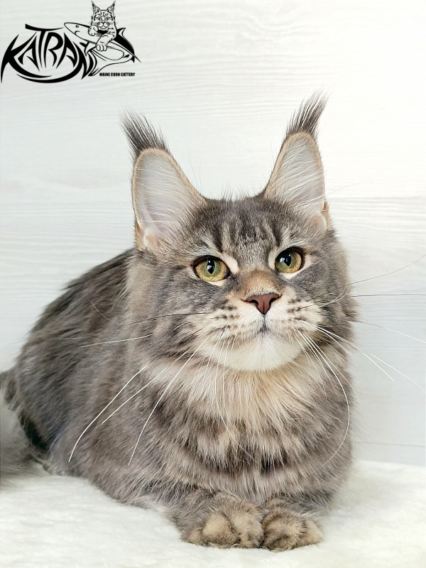 Katran Angela - Junior maine-coon 7.5 months