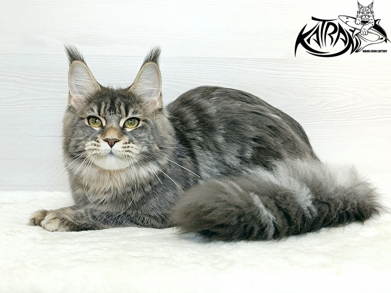 Katran Angela - Junior maine-coon 7.5 months