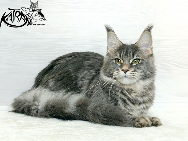 Katran Angela - Junior maine-coon 7.5 months