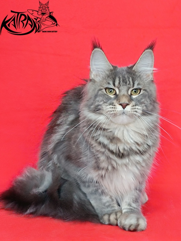 Katran Angela - Adult maine-coon 10 months