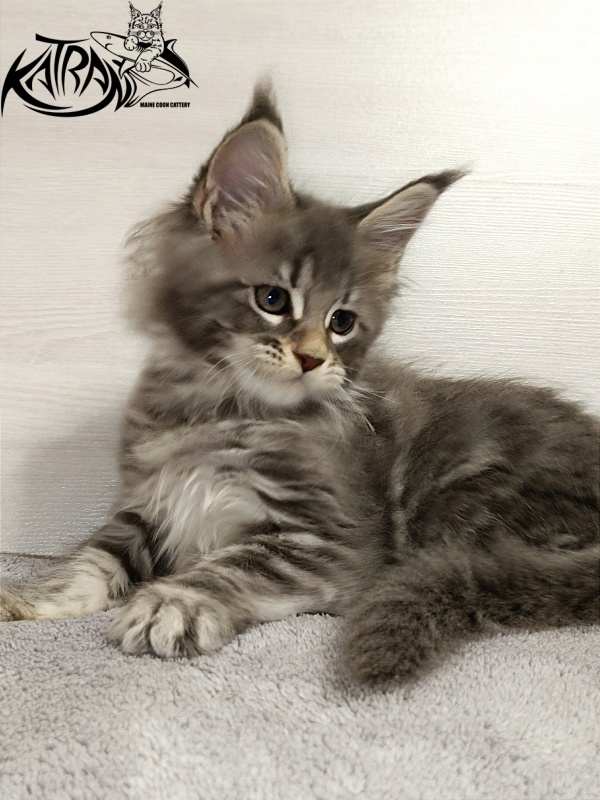 Katran Angela - Kitten maine-coon 2 months