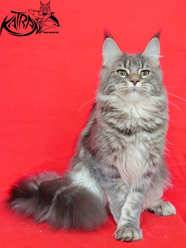 Katran Angela - Adult maine-coon 10 months