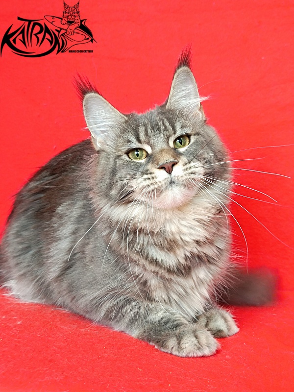Katran Angela - Adult maine-coon 10 months