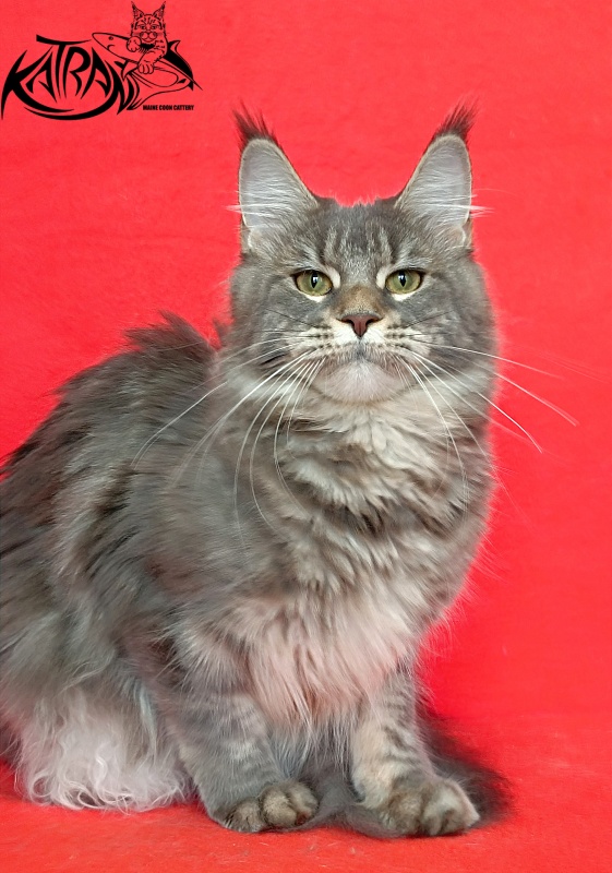 Katran Angela - Adult maine-coon 10 months