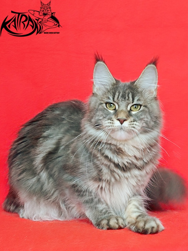 Katran Angela - Adult maine-coon 10 months