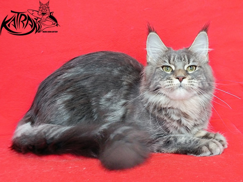 Katran Angela - Adult maine-coon 10 months