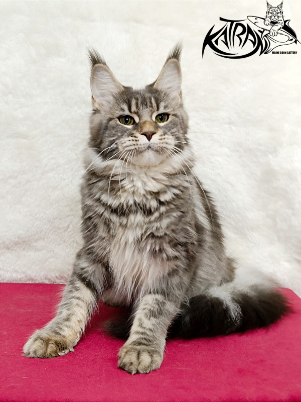 Katran Angela - Adult maine-coon 1 year 3.5 weeks