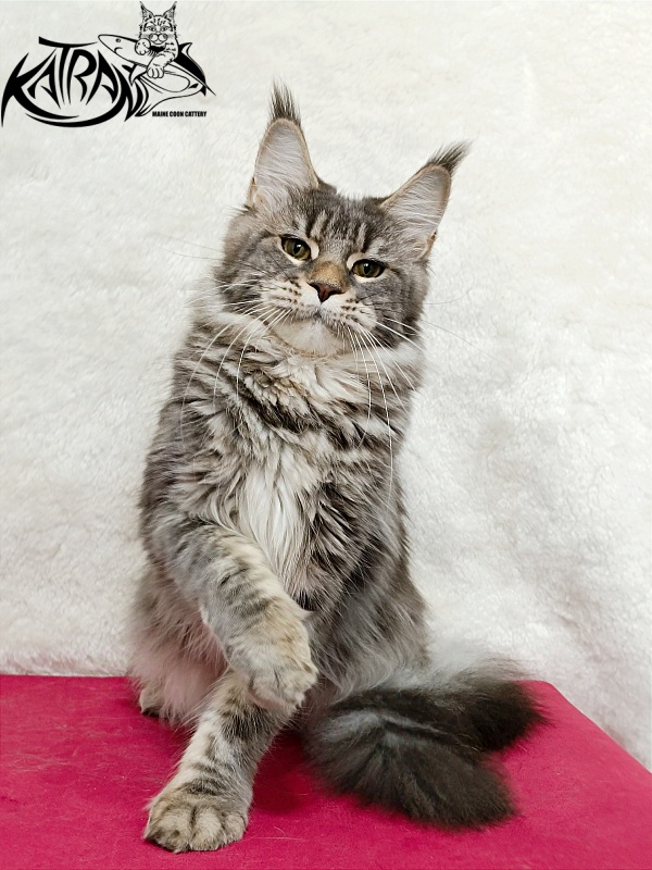 Katran Angela - Adult maine-coon 1 year 3.5 weeks