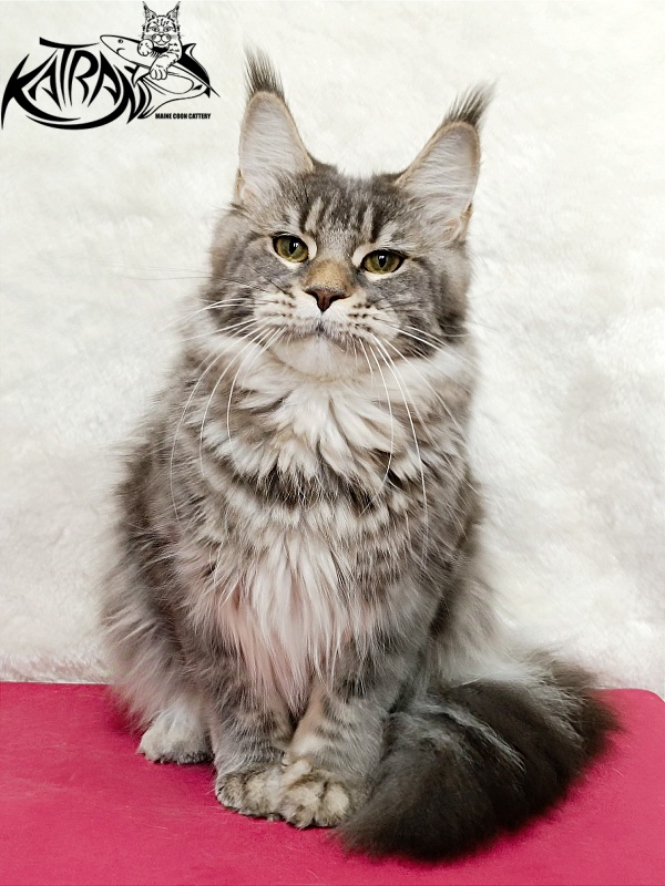 Katran Angela - Adult maine-coon 1 year 3.5 weeks