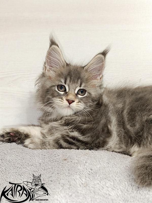 Katran Angela - Kitten maine-coon 2 months