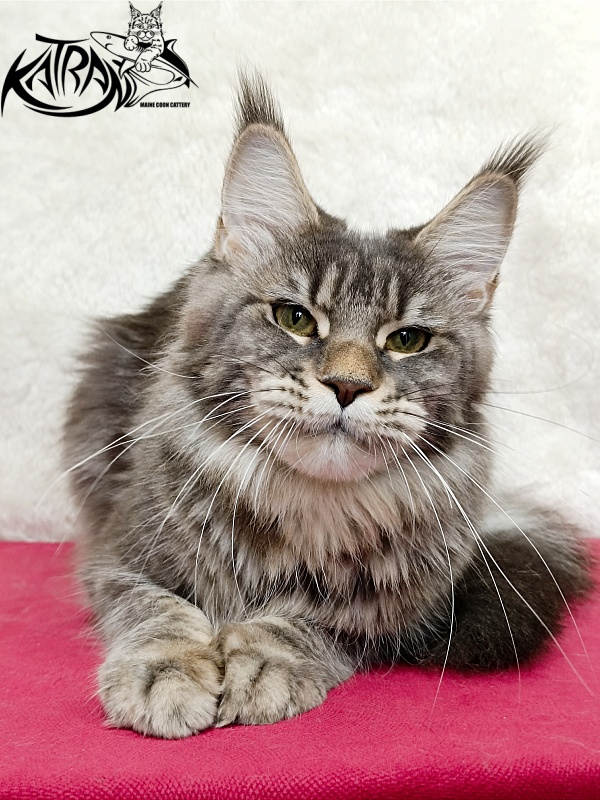 Katran Angela - Adult maine-coon 1 year 3.5 weeks