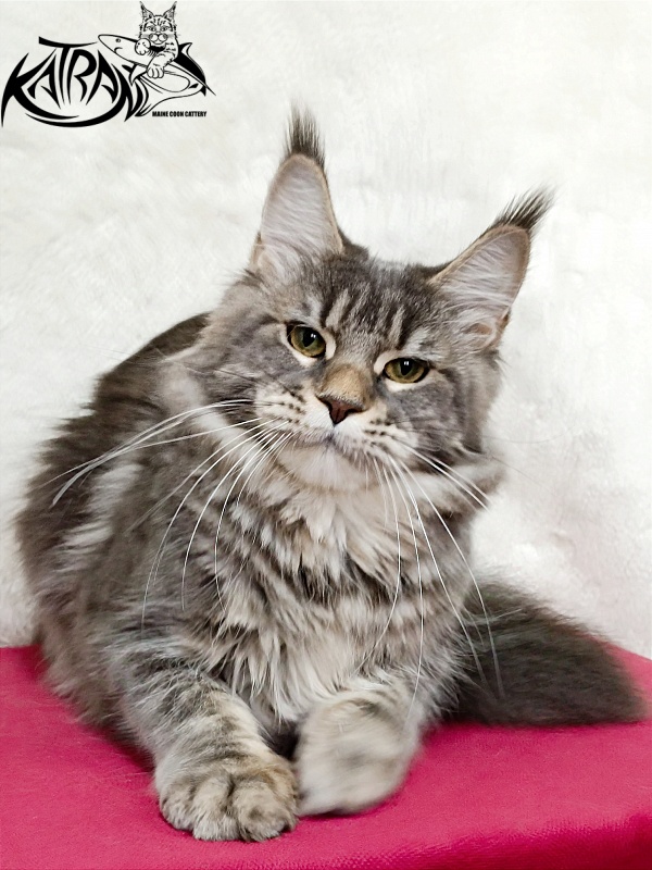 Katran Angela - Adult maine-coon 1 year 3.5 weeks