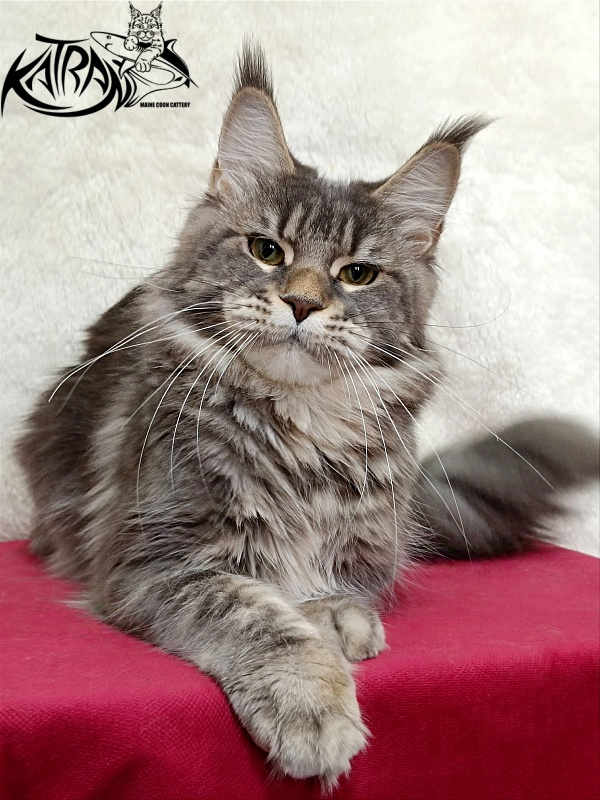 Katran Angela - Adult maine-coon 1 year 3.5 weeks