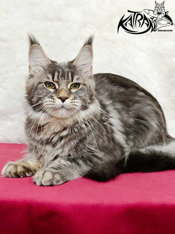 Katran Angela - Adult maine-coon 1 year 3.5 weeks
