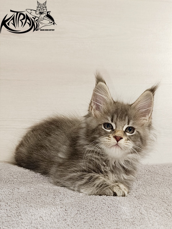 Katran Angela - Kitten maine-coon 2 months