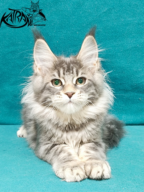 Katran Angela - Kitten maine-coon 3 months