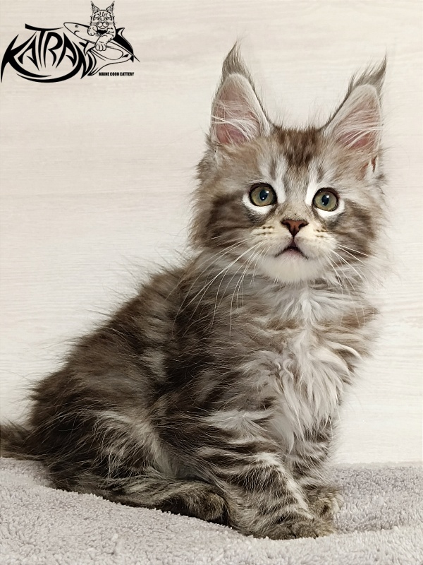 Katran Amadey - Kitten maine-coon 2 months