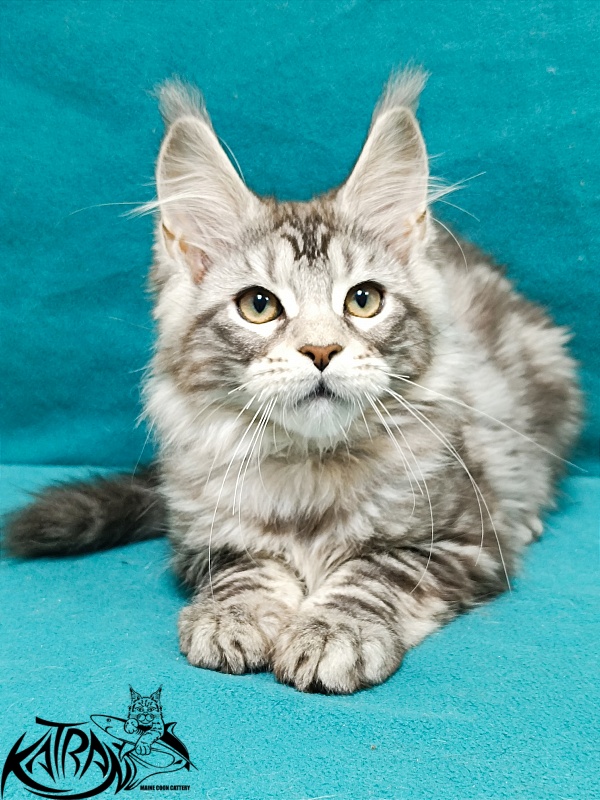 Katran Amadey - Kitten maine-coon 3 months