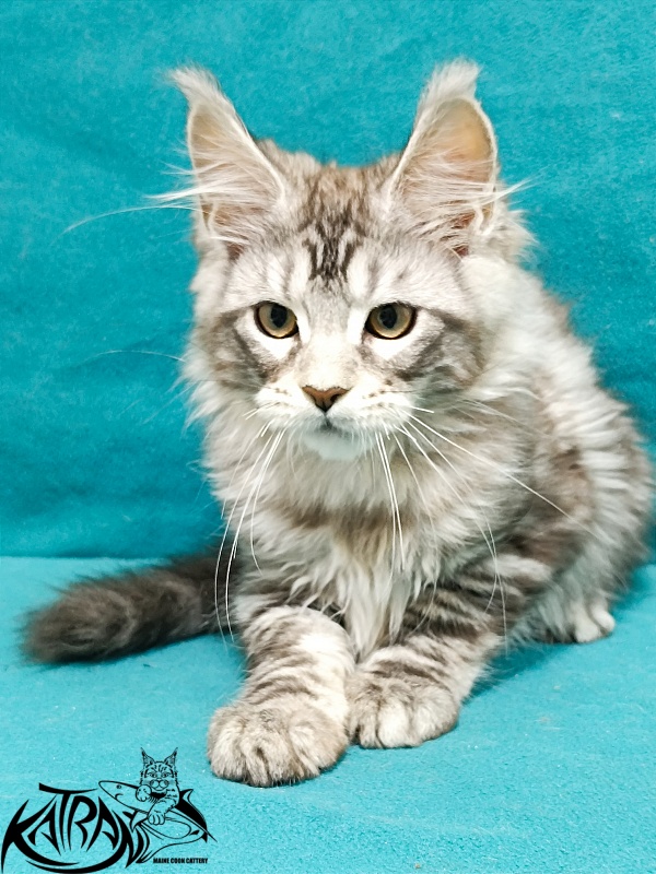 Katran Amadey - Kitten maine-coon 3 months