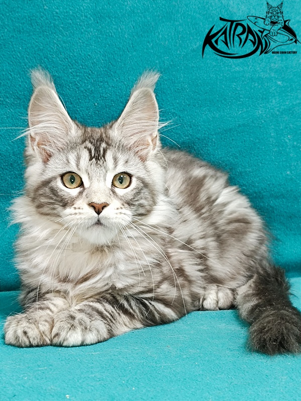 Katran Amadey - Kitten maine-coon 3 months