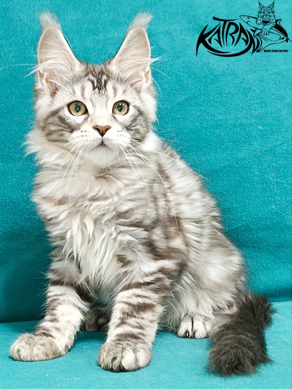 Katran Amadey - Kitten maine-coon 3 months