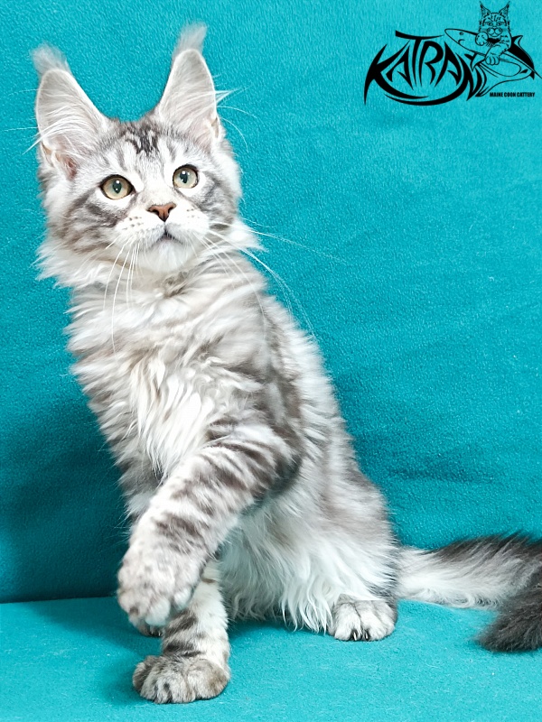 Katran Amadey - Kitten maine-coon 3 months