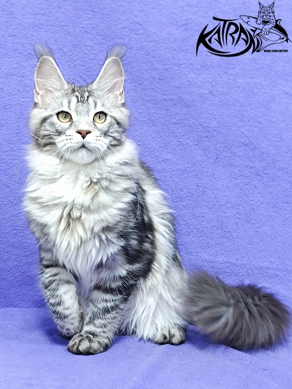 Katran Amadey - Kitten maine-coon 4 months 3.5 weeks