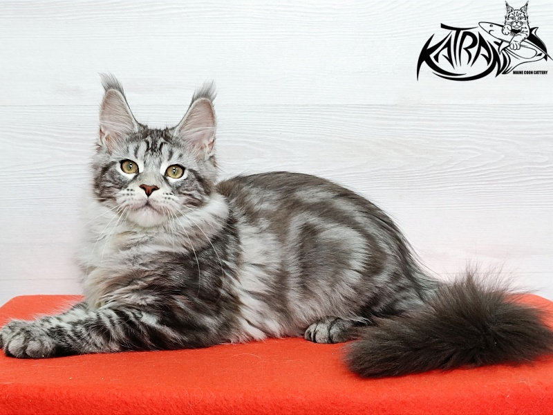 Katran Amadey - Kitten maine-coon 4 months