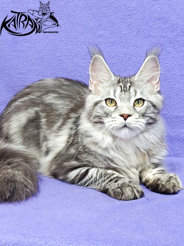 Katran Amadey - Kitten maine-coon 4 months 3.5 weeks