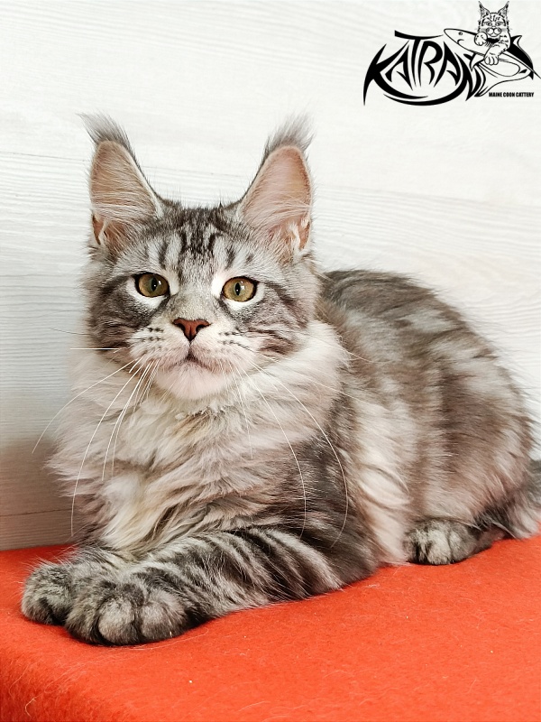 Katran Amadey - Kitten maine-coon 4 months