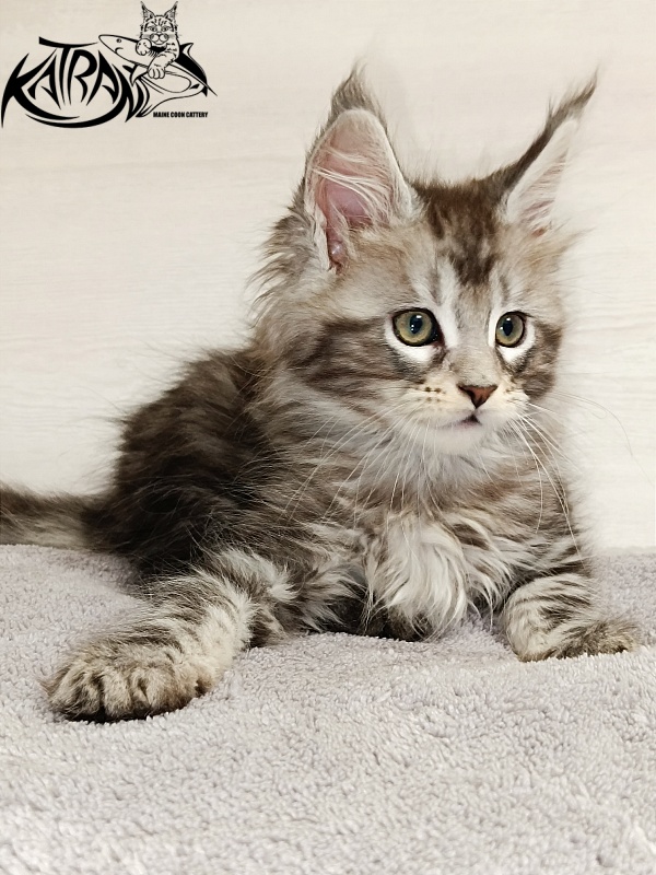 Katran Amadey - Kitten maine-coon 2 months