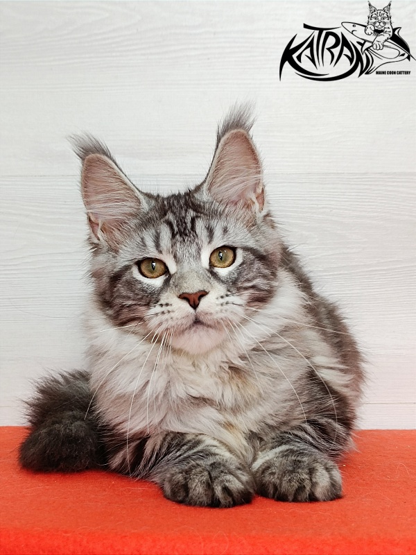 Katran Amadey - Kitten maine-coon 4 months