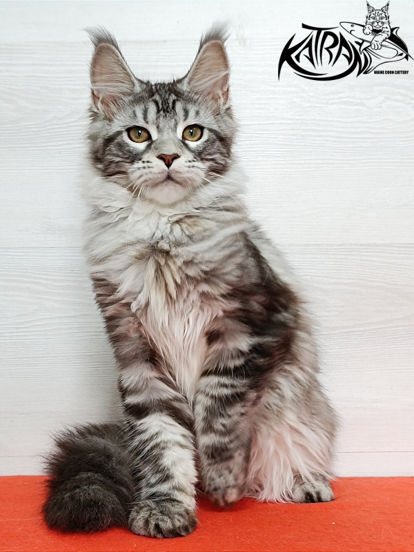 Katran Amadey - Kitten maine-coon 4 months
