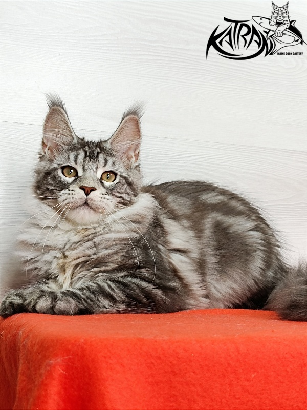 Katran Amadey - Kitten maine-coon 4 months
