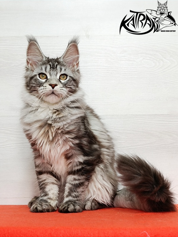 Katran Amadey - Kitten maine-coon 4 months