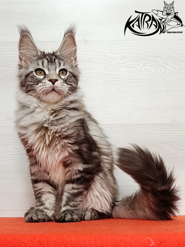 Katran Amadey - Kitten maine-coon 4 months