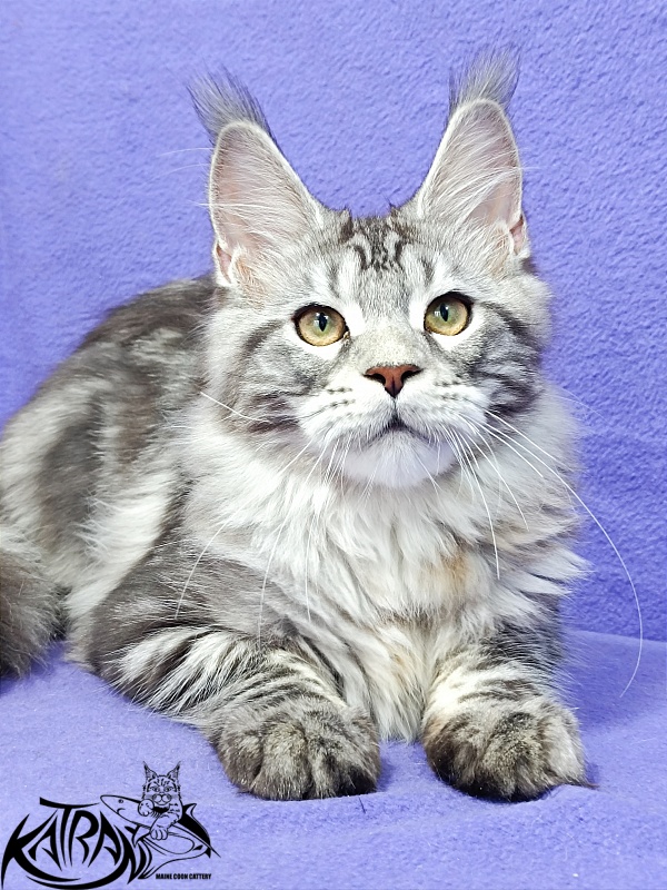 Katran Amadey - Kitten maine-coon 4 months 3.5 weeks