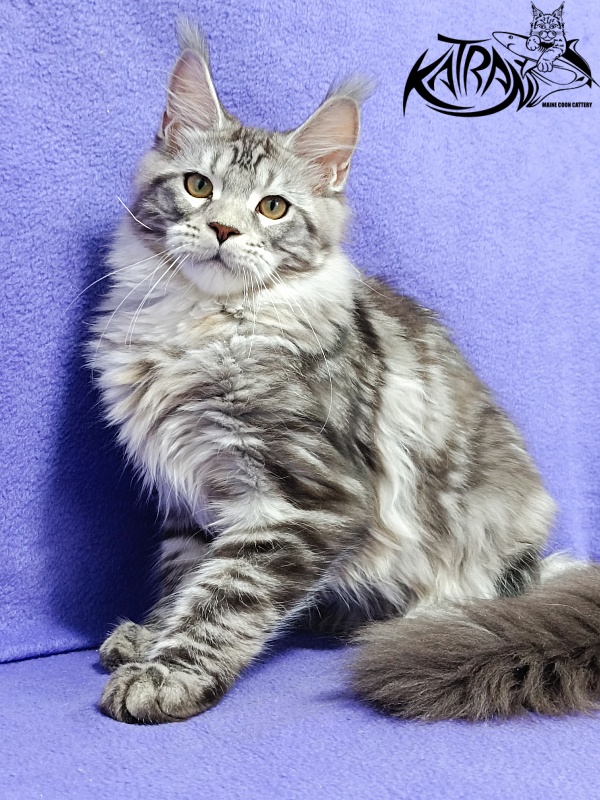 Katran Amadey - Kitten maine-coon 4 months 3.5 weeks