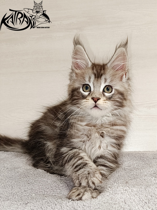 Katran Amadey - Kitten maine-coon 2 months