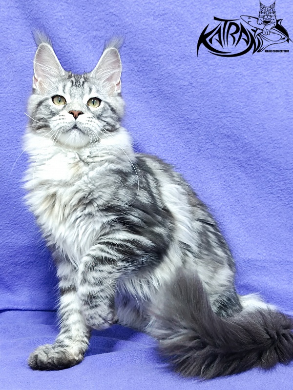 Katran Amadey - Kitten maine-coon 4 months 3.5 weeks