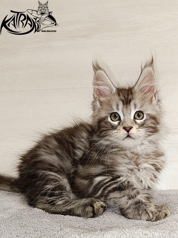 Katran Amadey - Kitten maine-coon 2 months