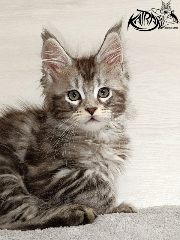 Katran Amadey - Kitten maine-coon 2 months