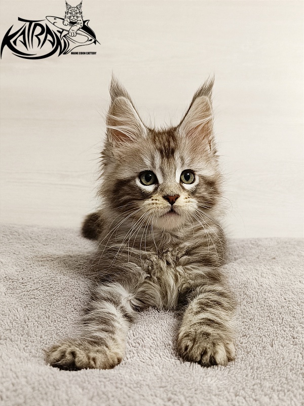 Katran Amadey - Kitten maine-coon 2 months
